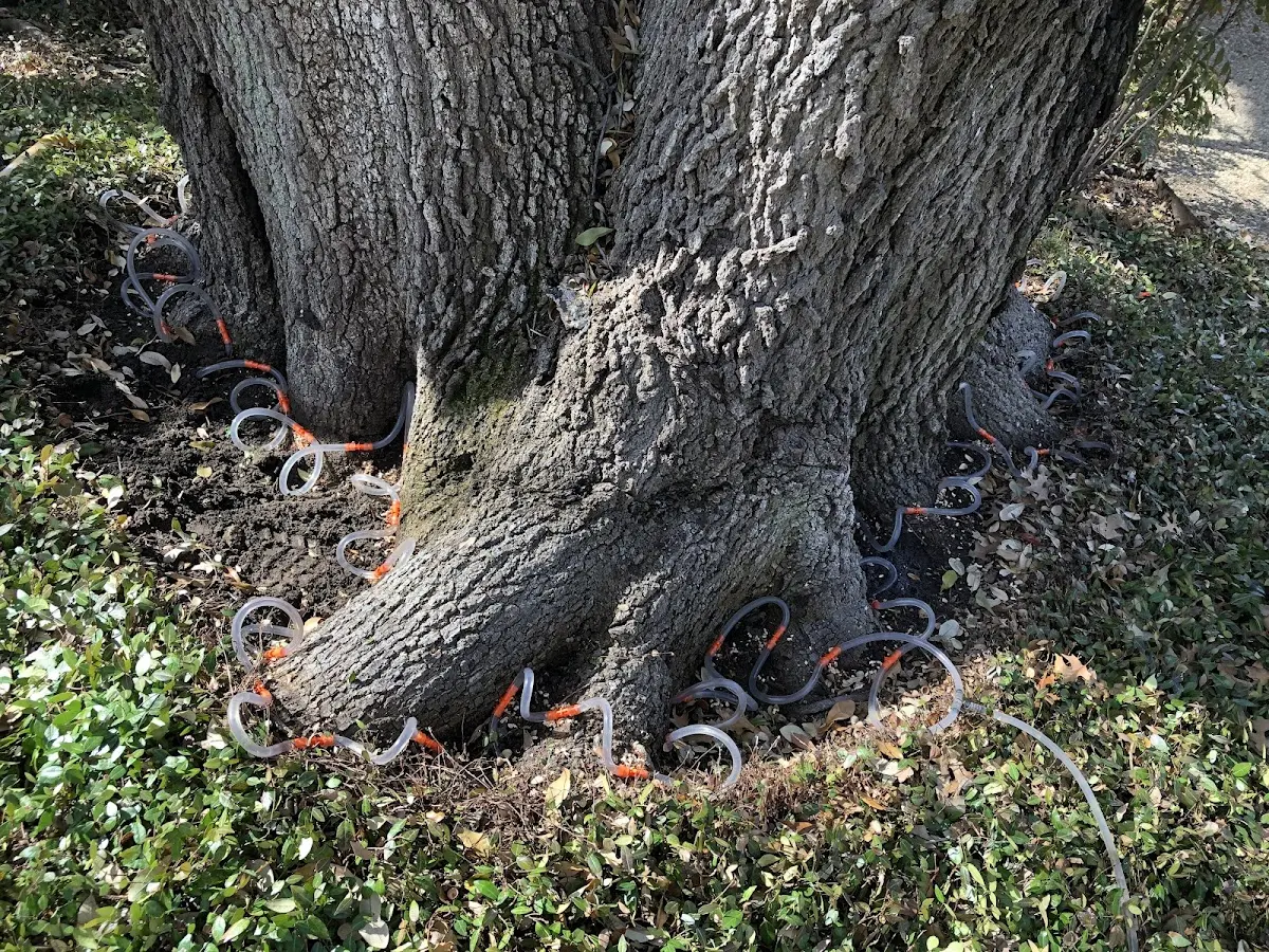 Detailed Tree Cabling and Bracing job site in Smithfield