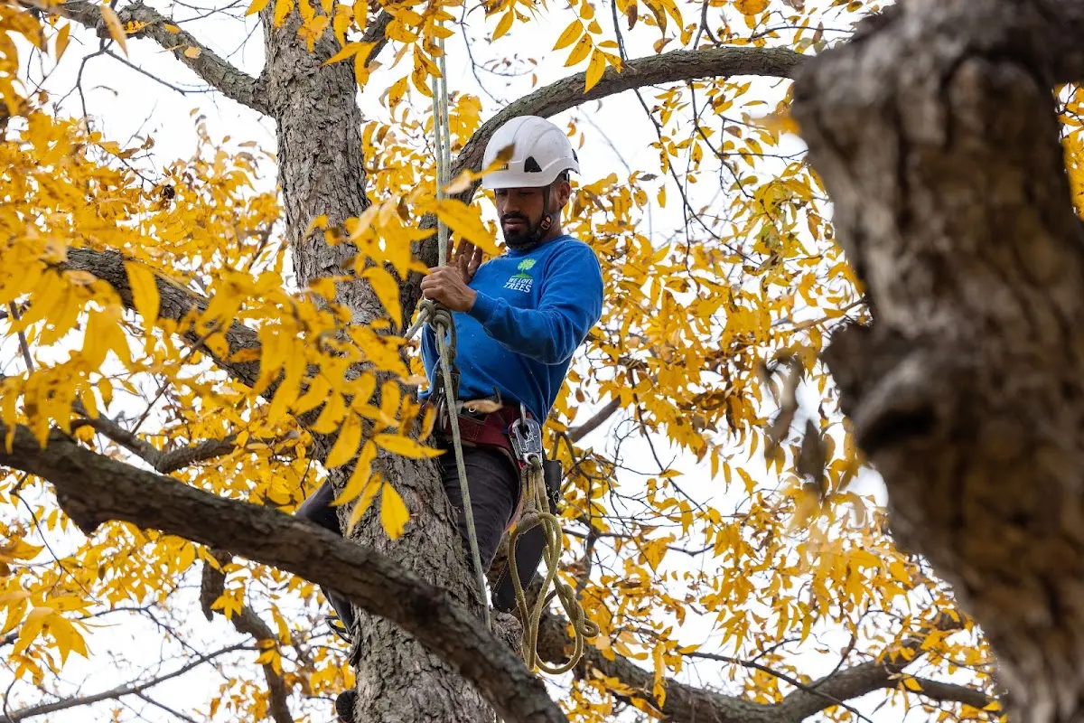 Skilled Tree Planing crew working in Smithfield